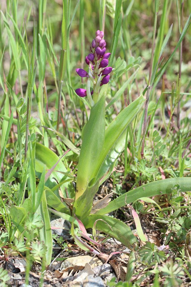 Herbe à la couleuvre Orchis mascula subsp. mascula (L.) L., 1755