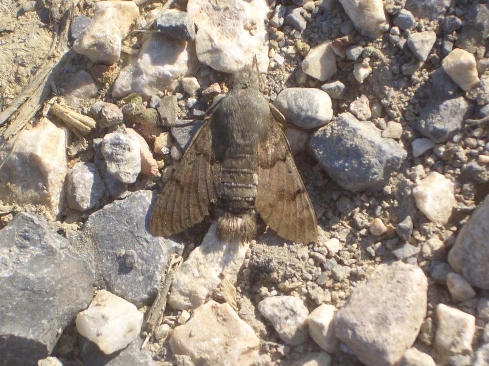 Moro-Sphinx (Le), Sphinx du Caille-Lait (Le) Macroglossum stellatarum (Linnaeus, 1758)