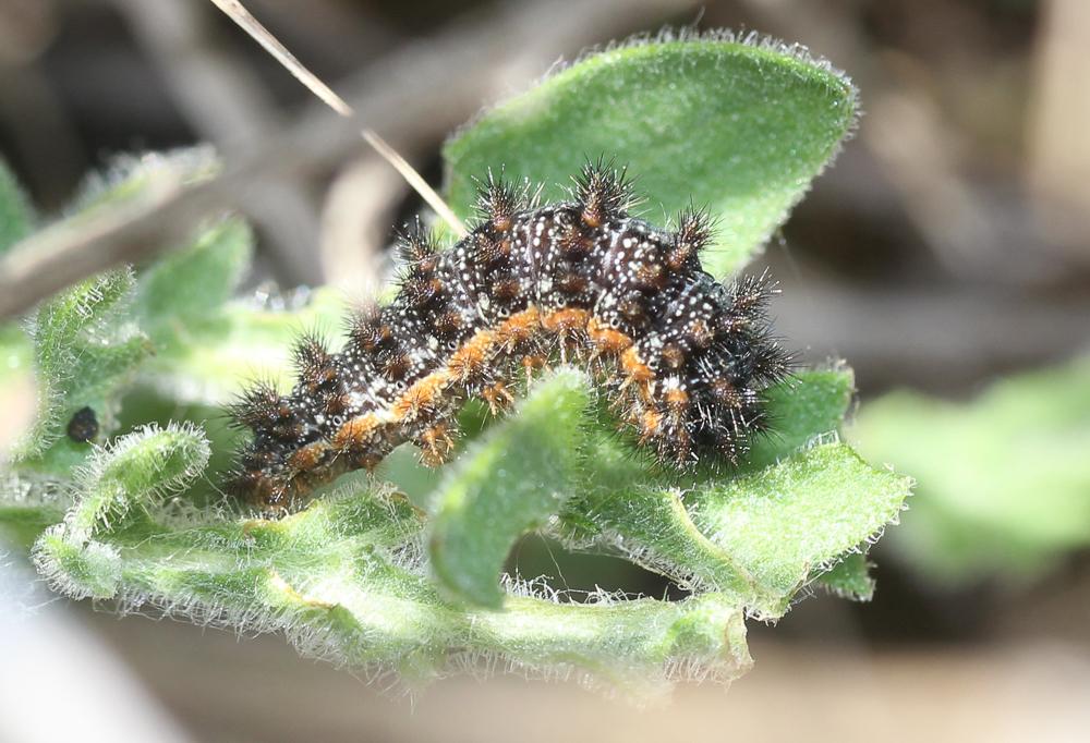 Mélitée des Centaurées (La), Grand Damier (Le) Melitaea phoebe (Denis & Schiffermüller, 1775)