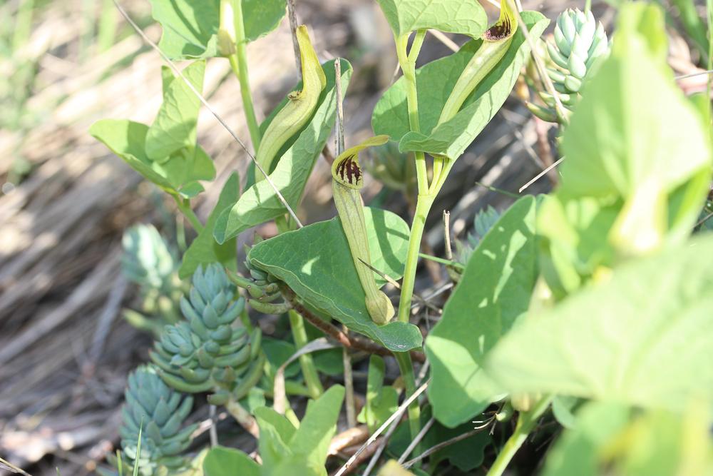 Aristoloche à nervures peu nombreuses, Aristoloche Aristolochia paucinervis Pomel, 1874