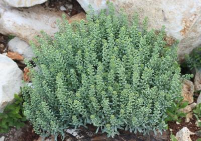 Alysson à calice persistant Alyssum alyssoides (L.) L., 1759
