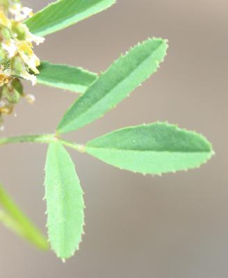 Mélilot sillonné Trigonella sulcata (Desf.) Coulot & Rabaute, 2013