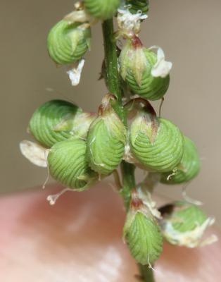 Mélilot sillonné Trigonella sulcata (Desf.) Coulot & Rabaute, 2013
