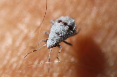  Deraeocoris schach (Fabricius, 1781)