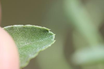 Globulaire commune Globularia vulgaris L., 1753