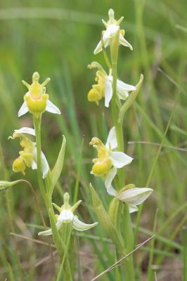 Ophrys abeille Ophrys apifera Huds., 1762