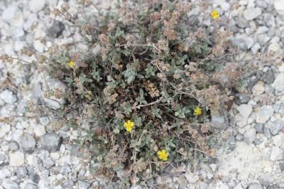 Hélianthème blanc Helianthemum canum (L.) Baumg., 1816