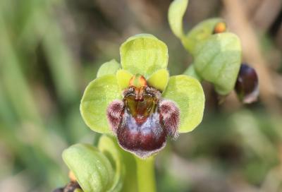 Ophrys bombyx Ophrys bombyliflora Link, 1800