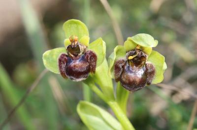 Ophrys bombyx Ophrys bombyliflora Link, 1800