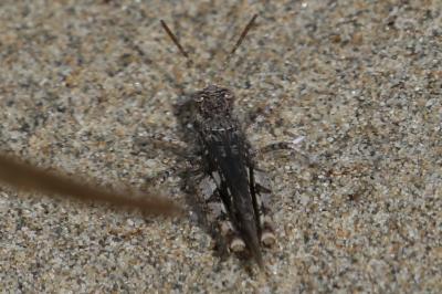 OEdipode grenadine, OEdipode milanaise Acrotylus insubricus (Scopoli, 1786)