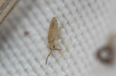  Entomobrya Rondani, 1861