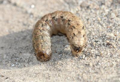 Hibou (Le) Noctua pronuba (Linnaeus, 1758)