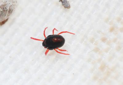  Penthaleus 