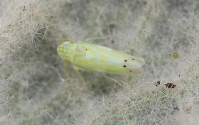  Micantulina stigmatipennis (Mulsant & Rey, 1855)