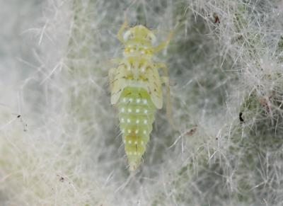  Micantulina stigmatipennis (Mulsant & Rey, 1855)