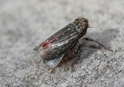 Euscelis incisus (Kirschbaum, 1858)