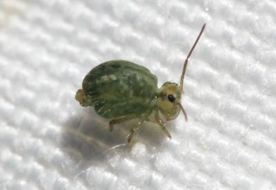  Sminthurus viridis (Linnaeus, 1758)
