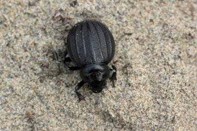  Pimelia muricata Olivier, 1795
