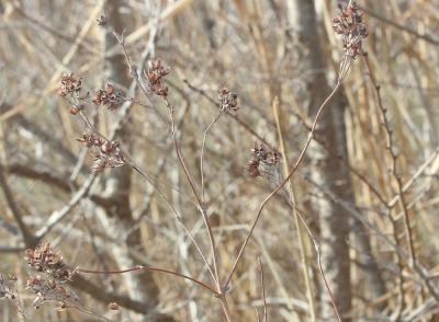 Lysimaque commune, Lysimaque vulgaire Lysimachia vulgaris L., 1753