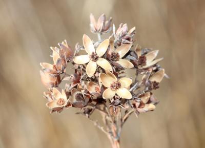 Lysimaque commune, Lysimaque vulgaire Lysimachia vulgaris L., 1753