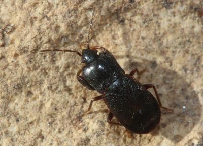  Plinthisus longicollis Fieber, 1861