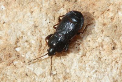  Plinthisus longicollis Fieber, 1861