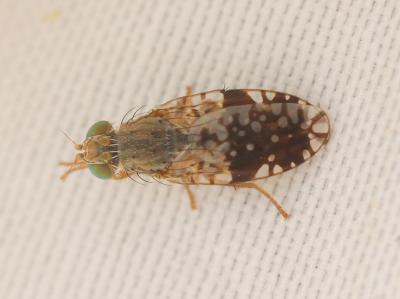  Tephritis pulchra (Loew, 1844)