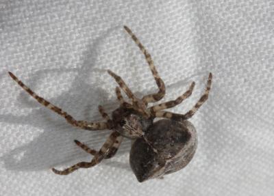 Épeire à bosses Gibbaranea bituberculata (Walckenaer, 1802)