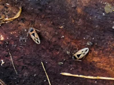  Xanthochilus minusculus (Reuter, 1885)