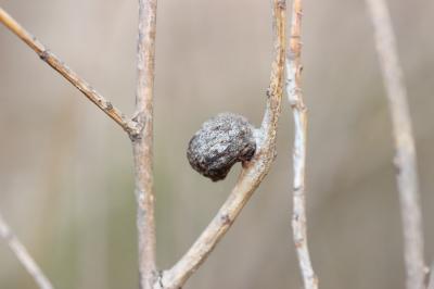  Pemphigus immunis Buckton, 1896