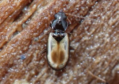  Tachys scutellaris (Stephens, 1828)