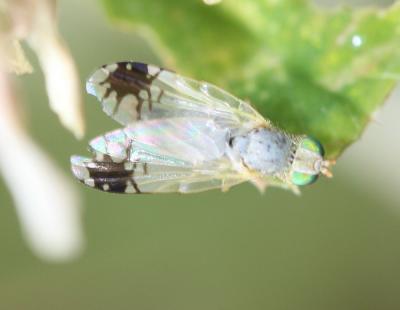  Trupanea stellata (Fuessly, 1775)