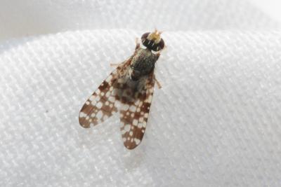  Campiglossa producta (Loew, 1844)