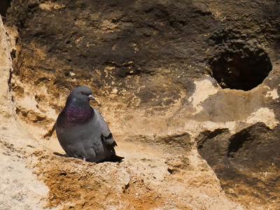 Pigeon biset Columba livia Gmelin, 1789