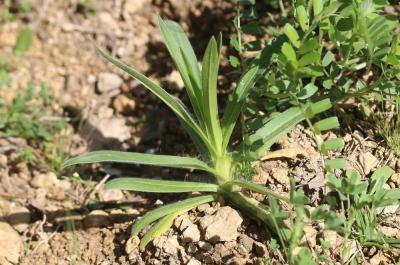 Lychnis Nielle, Nielle des blés Agrostemma githago L., 1753