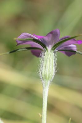 Lychnis Nielle, Nielle des blés Agrostemma githago L., 1753