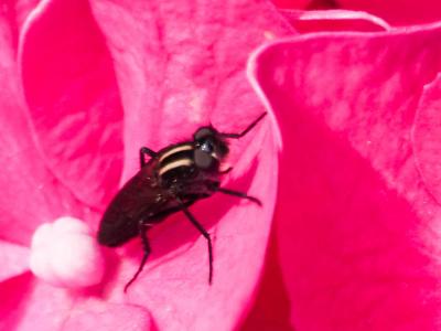  Thereva albovittata