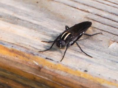  Thereva albovittata