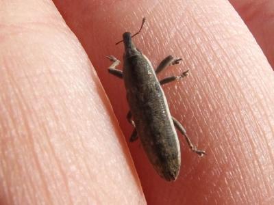  Lixus ochraceus Boheman, 1842
