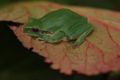 Rainette méridionale Hyla meridionalis Boettger, 1874