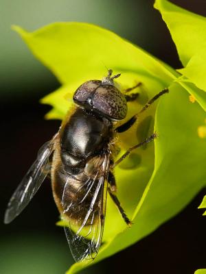  Eristalinus aeneus (Scopoli, 1763)