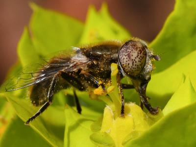  Eristalinus aeneus (Scopoli, 1763)