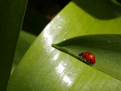 Coccinelle à 7 points, Coccinelle, Bête à bon Dieu Coccinella septempunctata Linnaeus, 1758