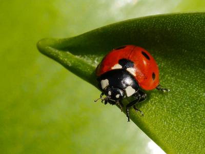 Coccinelle à 7 points, Coccinelle, Bête à bon Dieu Coccinella septempunctata Linnaeus, 1758