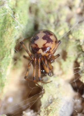  Steatoda triangulosa (Walckenaer, 1802)