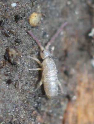  Tomocerus minor (Lubbock, 1862)
