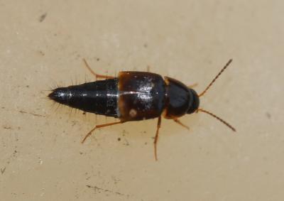  Tachinus Gravenhorst, 1802