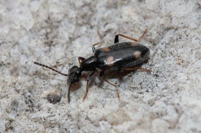  Hirticollis quadriguttatus (Rossi, 1792)
