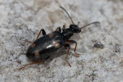  Hirticollis quadriguttatus (Rossi, 1792)