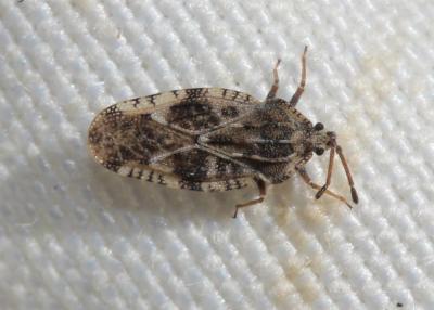  Tingis cardui (Linnaeus, 1758)